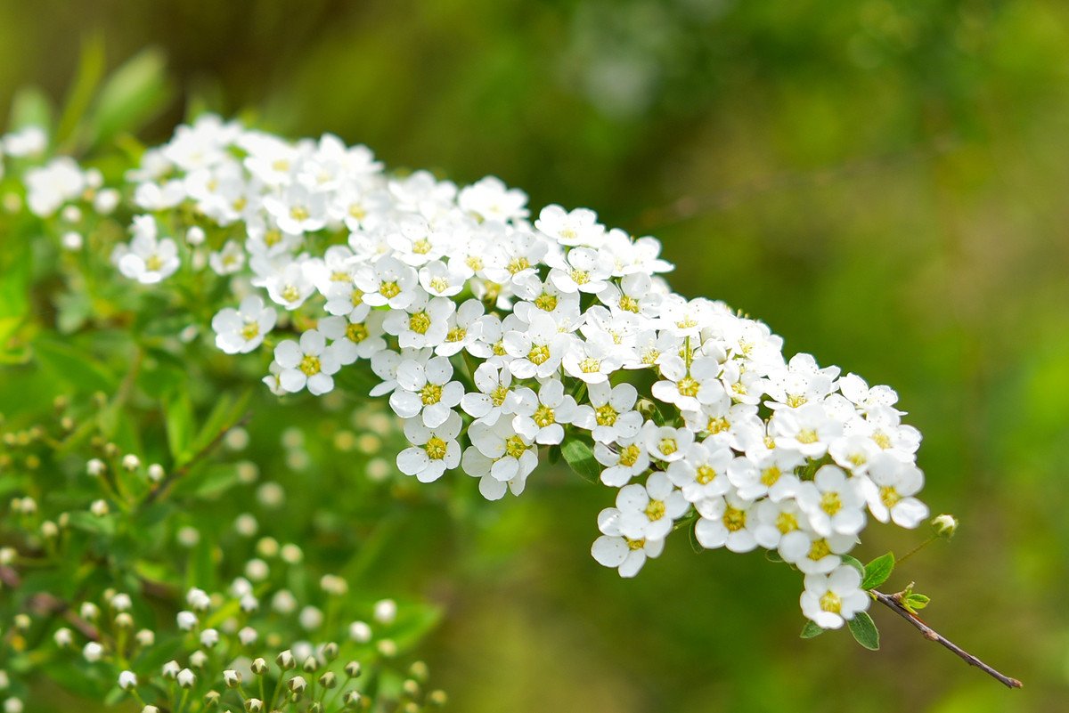 Plantes méditerranéennes sans arrosage : ces plantes résistent à la sécheresse