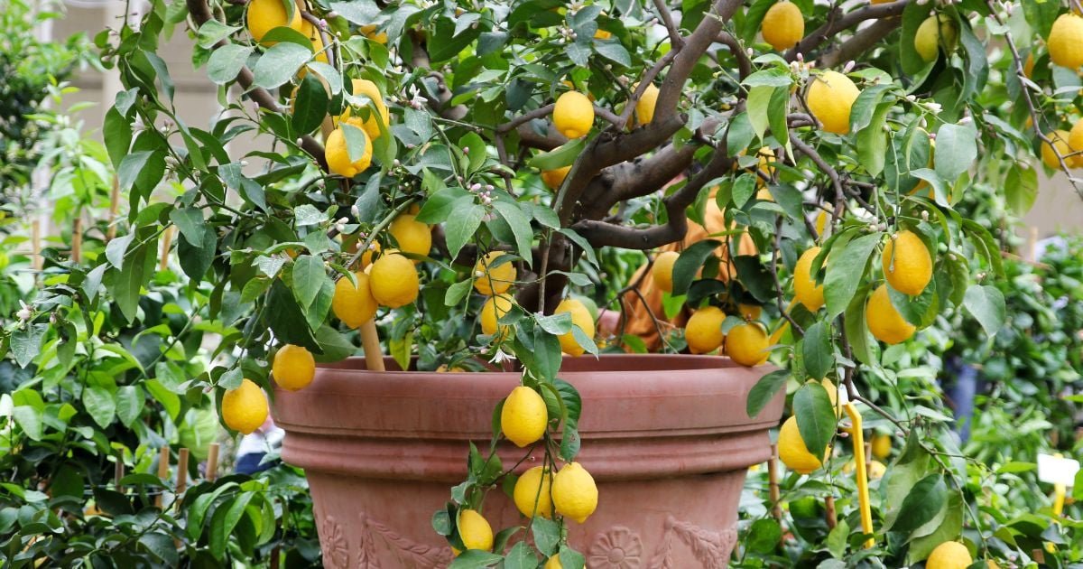 Le geste inattendu que font les Italiens pour booster leurs citronniers en pot