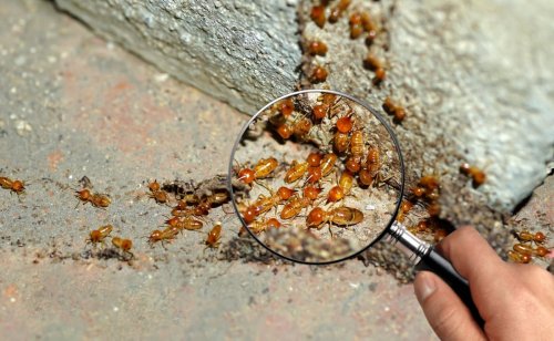 Mon propriétaire refuse de traiter les termites chez moi : que dit la loi ?