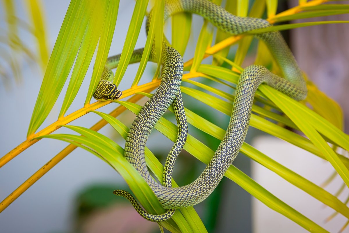 Vous ne le savez peut-être pas, mais ces plantes très populaires sont de véritables aimants à serpents