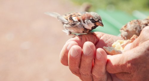 Pourquoi faut-il arrêter de donner du pain aux oiseaux ?