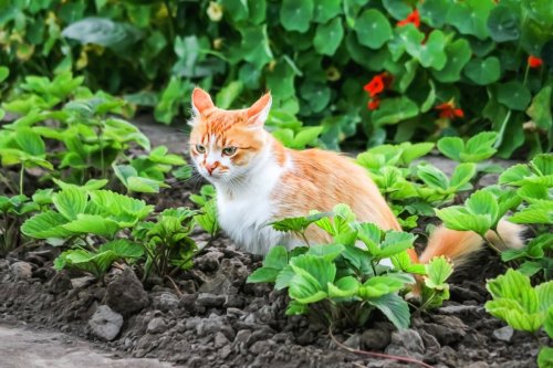 Le chat du voisin s'introduit dans votre jardin : la loi vous permet de faire ceci (mais pas cela)