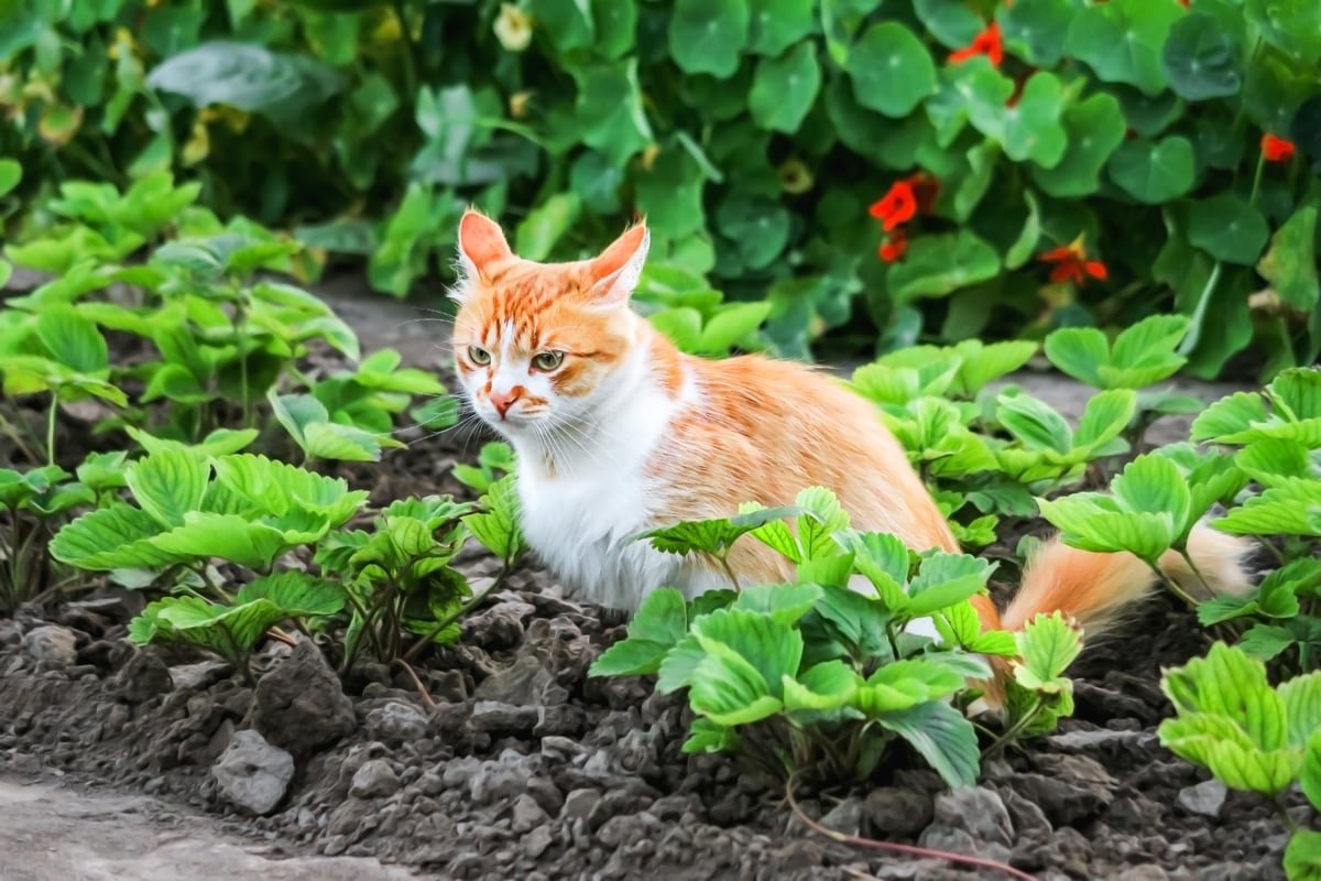 Le chat du voisin s'introduit dans votre jardin : la loi vous permet de faire ceci (mais pas cela)
