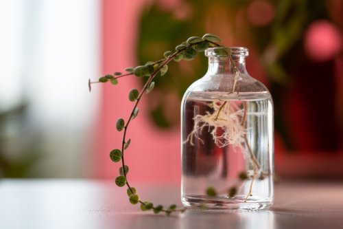 Ces boutures à faire avant fin mai pour un jardin fleuri en quelques semaines et sans dépenser 1€