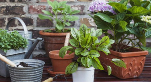 L’erreur que l’on fait tous avec nos plantes en pot en hiver