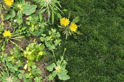 Il n'existe qu'une seule plante pour bloquer les mauvaises herbes et il faut la planter dès maintenant !