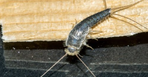 Cet insecte pourtant minuscule est en train de terroriser tout un pays, « on m’appelle tous les jours en pleurant » explique un expert