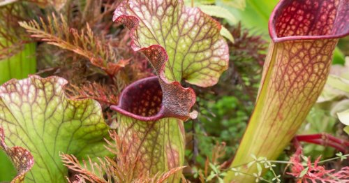 Voici la seule plante carnivore capable de tuer le frelon asiatique, ce qu'il faut savoir avant de l'adopter