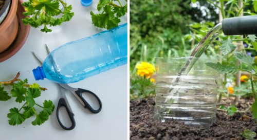 Départ en vacances : et si vous fabriquiez un réservoir d'eau pour plantes avec une bouteille en plastique ?