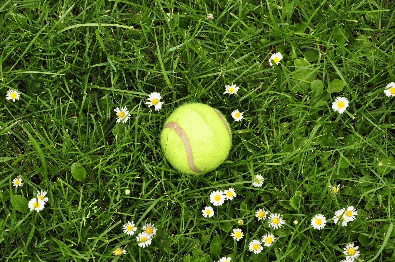 Placez une balle de tennis à cet endroit exact pour éviter bien des ennuis au jardin cet hiver