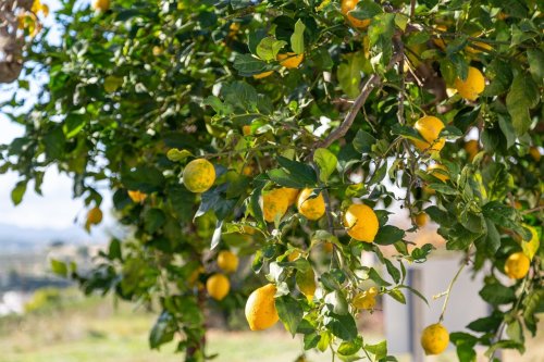Citronnier : ce qu’il faut mettre à son pied avant fin mai pour une récolte bluffante cet été