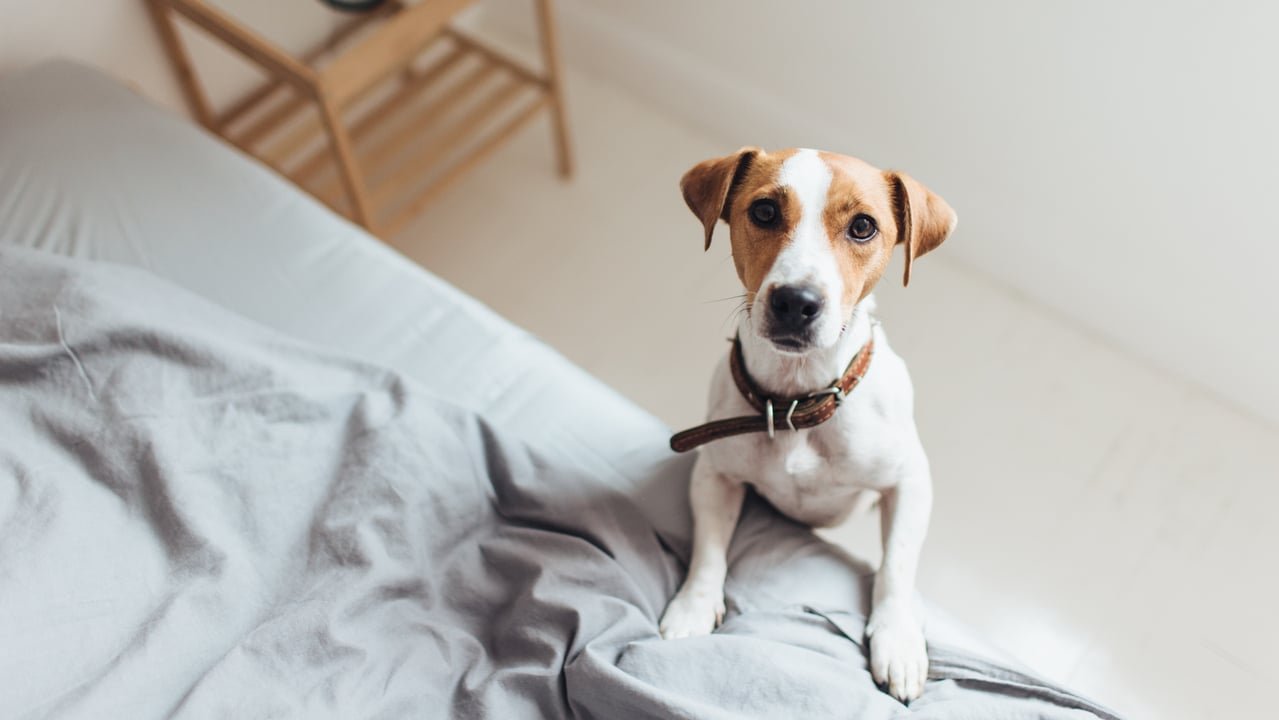 Chiens, chats, poules : propriétaires d'animaux, allez-vous bientôt payer moins d’impôts que tout le monde ? La proposition de loi qui pourrait tout changer