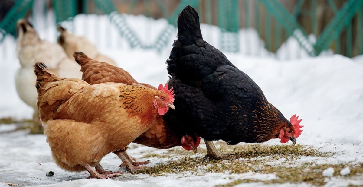 Ce que nos grands-parents ajoutaient à la ration des poules pour relancer la ponte même par –2 °C (et booster leur énergie en quelques jours)