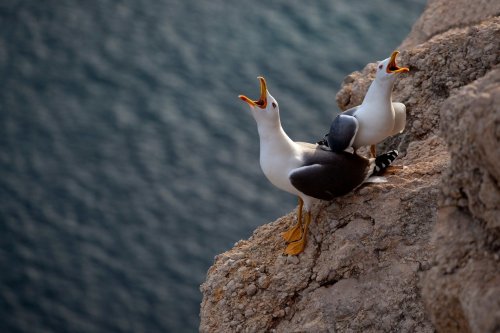 Ces oiseaux marins développent des troubles cérébraux comme Alzheimer !