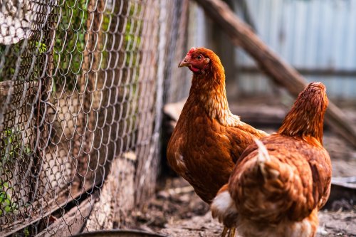 Trop mignon : en Isère, cette poule a adopté une portée de chatons