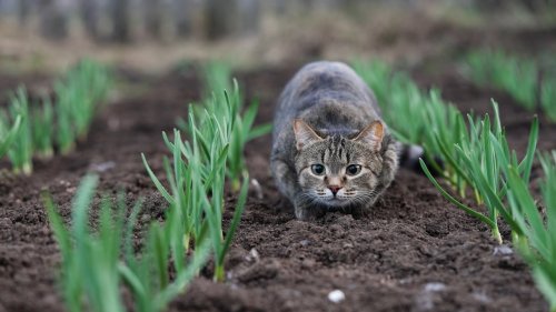 Chats, rats, pigeons... Ce gadget révolutionnaire à 20€ éloigne TOUS les animaux de votre jardin, pour être enfin tranquille !