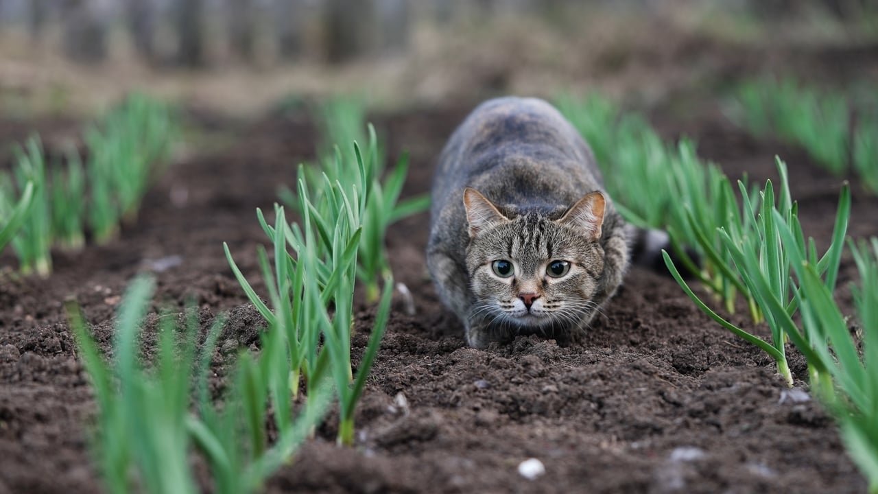 Chats, rats, pigeons... Ce gadget révolutionnaire à 20€ éloigne TOUS les animaux de votre jardin, pour être enfin tranquille !