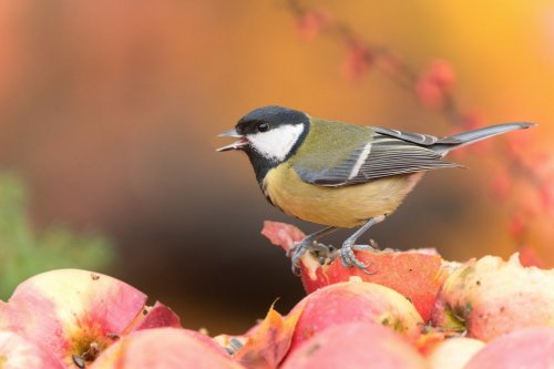Retirez cet objet de votre jardin avant qu’il ne soit trop tard, il cause des blessures aux mésanges