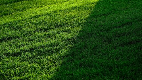 L’arbre ou le mur du voisin me bloque le soleil : que dit la loi ?
