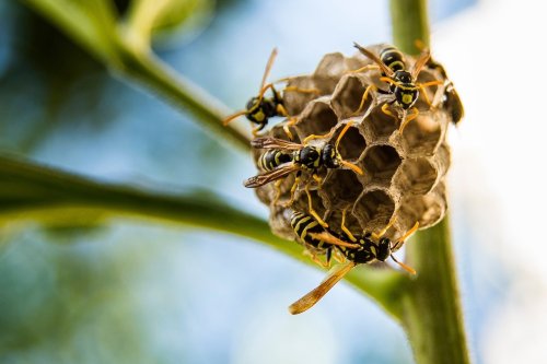 « Un faux nid » : cette astuce gratuite fait fuir frelons et guêpes avant l’été – à tester avant qu’il ne soit trop tard