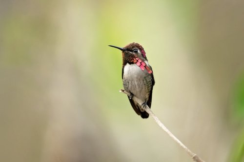 Moins gros qu'une clé USB : voici le plus petit oiseau au monde (qu'on ne peut voir que dans un seul pays)