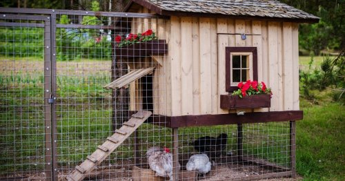 Un poulailler aux grilles « invisibles » qui ne fait qu'un avec votre jardin : c'est possible avec cette astuce méconnue !
