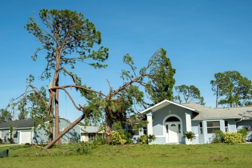 Ces arbres peuvent fissurer vos murs et casser vos canalisations : ne les plantez surtout pas près de la maison