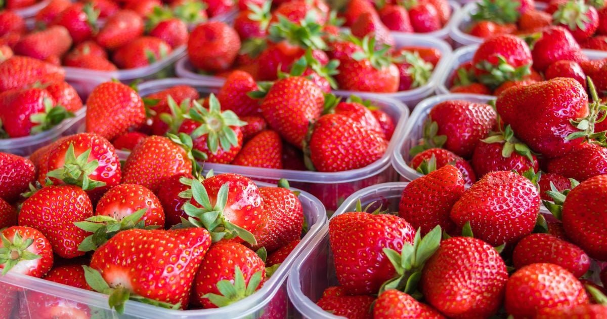 Ces nouvelles fraises garanties sans pesticides arrivent dans les supermarchés, ce qu’il faut savoir