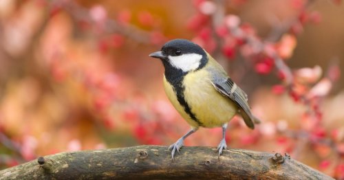 Une mésange qui reste immobile longtemps sur une branche, voici ce qu'elle veut vous dire