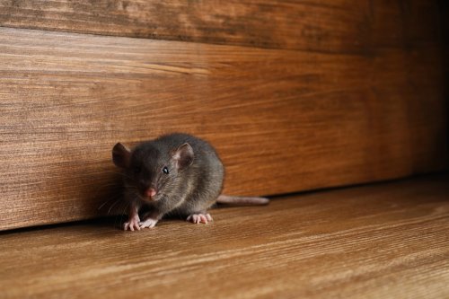 Repoussez rats et souris naturellement avec ces condiments à 35 centimes : ils ne supportent pas leur odeur
