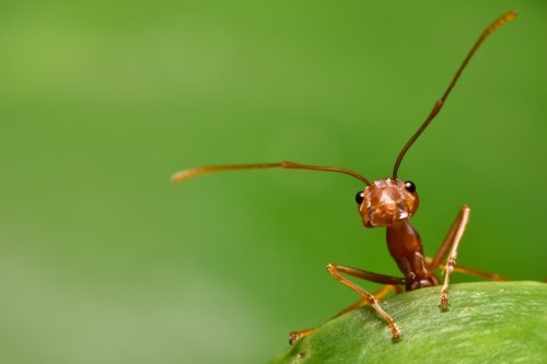 Les meilleures astuces naturelles pour se débarrasser des fourmis au jardin
