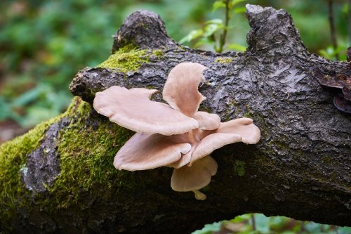 La saison des pleurotes arrive, voici où et comment les trouver avant tout le monde cette saison