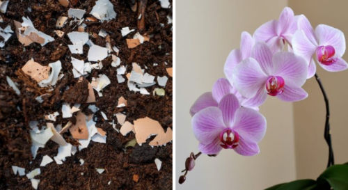 Voici pourquoi il faut absolument mettre des coquilles d'œufs sur les orchidées !