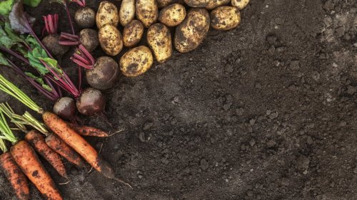 Idée de génie : cet agriculteur français a remplacé les pesticides par... des cochons