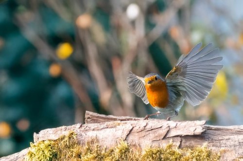 Un rouge-gorge se pose dans votre jardin : voici ce qu'il révèle, et c'est un heureux présage à ne pas ignorer