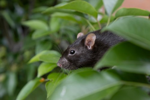 Déclarez la guerre aux rats : 3 plantes miracles que les rongeurs détestent et qui vont les tenir éloignés