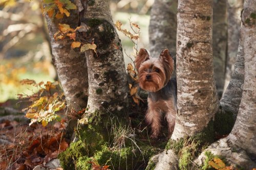 Ce petit chien vit plus longtemps que tous les autres : voici la race qui bat tous les records