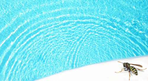 Connaissez-vous l'astuce de la menthe poivrée pour éloigner les guêpes de la piscine ?