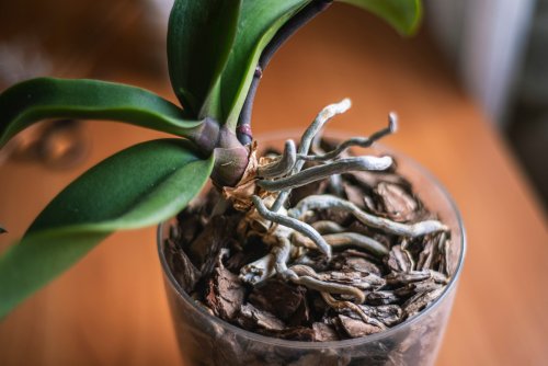 Voici pourquoi votre orchidée ne fait que des feuilles et des racines (et nos conseils pour déclencher la floraison)