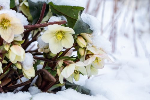Cette plante fleurit quand il neige, mais il faut absolument la planter à ce moment précis