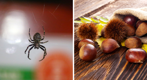 Débarassez-vous naturellement des araignées grâce aux odeurs qu'elles détestent !