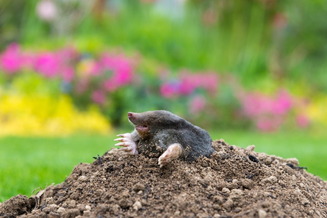 Des poils de chien contre les taupes : cette astuce étonnante pourrait protéger votre jardin cet été