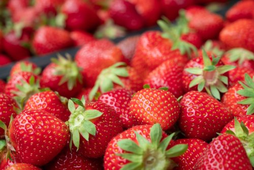 Fraises en abondance cet été : l’astuce simple que les jardiniers recommandent pour des fruits bien plus gros et savoureux