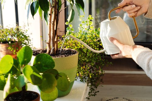 Cet objet étonnant (et gratuit) pour savoir exactement quand arroser vos plantes