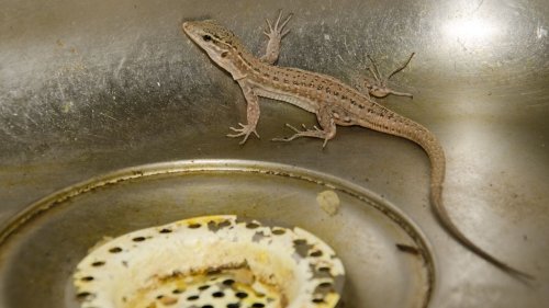 Un lézard s’est faufilé à l’intérieur de votre maison : c’est un signe important à ne pas ignorer
