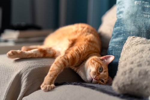 Ce que votre chat essaie de vous dire quand il vous pique votre siège encore et encore