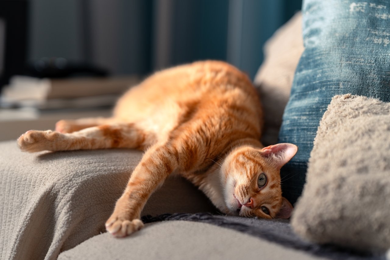 Ce que votre chat essaie de vous dire quand il vous pique votre siège encore et encore