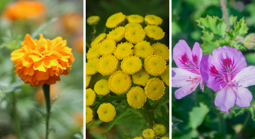 9 plantes anti-insectes à avoir absolument au jardin