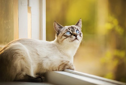 Voici pourquoi il ne faut surtout pas laisser votre chat sortir en mars et avril