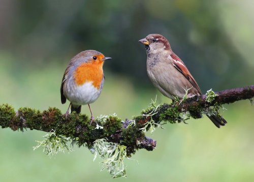 Peu de gens la connaissent, mais cette plante facile d'entretien attire un nombre incroyable d'oiseaux !